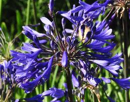 Agapanthus'Blue Globe' Fulcher 