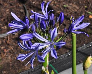 Agapanthus 'Charlotte' foto Agapanthuskwekerijbe