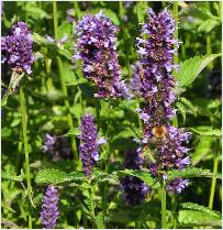 Agastache hybride 'Black Adder' en de hommels op bezoek