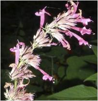 agastache mexicana