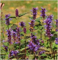 Agastache rugosa 'Korean Zest' bijenplant vn