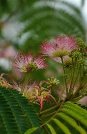 ALBIZIA JULIBRISSIN 'TROPICALDREAM'  VNNN3