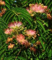 Albizia julibrissin 'Tropical Dream'  bloemenvn