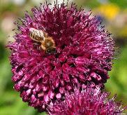 Allium sphaerocephalon plante mellifère