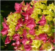 alpengluhenhydrangemacr