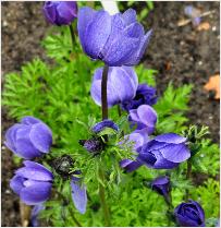 Anemone coronaria 