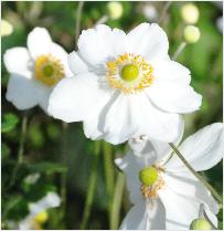 Anemone x hybrida 'Honorine Jobert' 