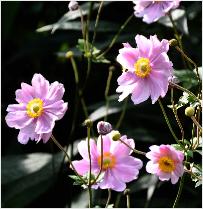 Anemone hupehensis 'Prinz Heinrich'