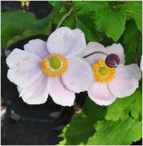 Anemone hybrida 'Richard Ahrends' 