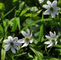 Anemone leveillei bloemen