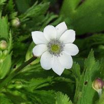 Anemone rivularis ranunculaceae