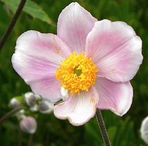 Anemone tomentosa 'Robustissima'