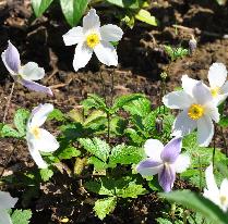 AnemoneWildSwan2011ChelseaNewPlantoftheyear2