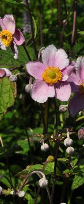 AnemonexhybridaSeptemberCharmvn1