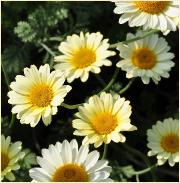 Anthemis Susan MItchell closeup vnn