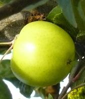 appeljansterkengeelgroen