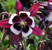 AquilegiavulgarisWilliamGuiness3