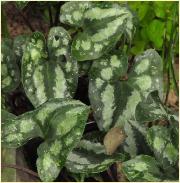 Asarum splendens