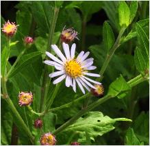 Aster ageratoides 'Asran'