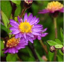 Aster ageratoides 'Ezo Murosaki '2