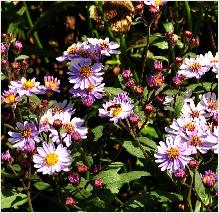 Aster ageratoides "Harry Smidt' habitus