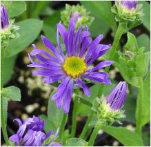 Aster amellus Blue King'