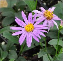 Aster amellus 'Brilliant'