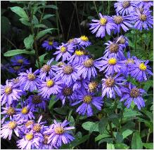 Aster amellus 'Forncett FLorish' 2