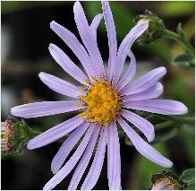 Aster amellus 'Rudolf Goethe'  vn