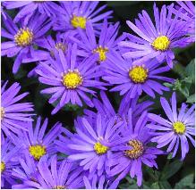 Aster amellus 'Sonora'  Closeup