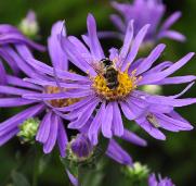 AsteramellusSonorabloemenbijenplantcloseupbij