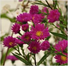 Aster 'Carmen' vnn