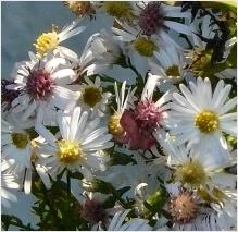 Aster 'cloé '2