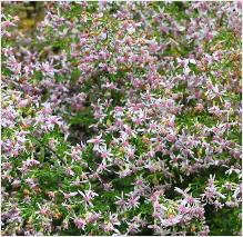 Aster cordifolius 'Ideal'