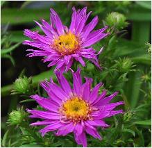 Aster dumosus 'Alice Haslam'   vn