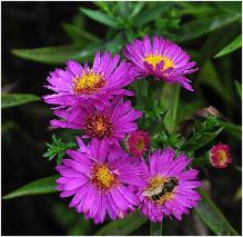 Aster dumosus 'Anneke  bijenplant