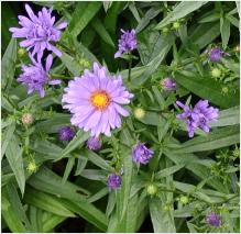 Aster dumosus hybride 'Early Blue'