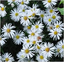 Aster dumosus 'Kristina'  kleine witte aster