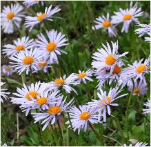 Aster farreri 'Berggarten'