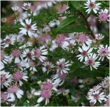 Aster laterifolia horizontalis 3