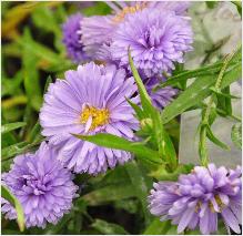 Aster novi-belgii 'Marie Ballard'