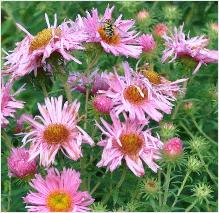 Aster novae angliae 'Rosa Sieger'    Closeup