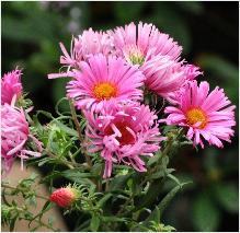 Aster novae angliae 'Rudelsburg'