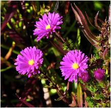 Aster novi-belgii 'Karminkuppel'