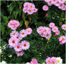 Aster 'Ochtend Gloren' rozeaster