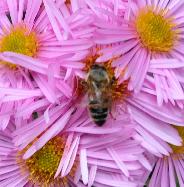 AsterOchtendglorenbijenplantcloseupvierkant