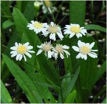 Aster ptarmicoides 'Mago'