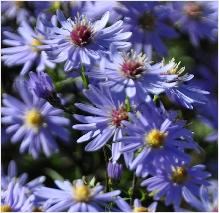 Aster x cordifolius 'Little Carlow'