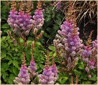 Astilbe chinensis Pumila 