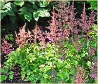 Astilbe chinensis 'Intermezzo'1